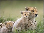 Cheetah Mother and Cubs, Maasai Mara Reserve, Kenya.jpg
