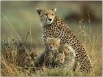 Cheetah Mother and Cubs, Masai Mara National Reserve, Kenya.jpg