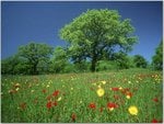Wildflowers, Fredericksburg, Texas.jpg
