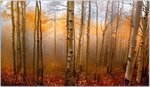 1222119659fUwLYF4.jpg