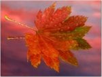 Autumn Sunrise, Vine Maple Leaf.jpg