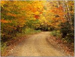 Autumn Color, Baxter State Park, Maine.jpg