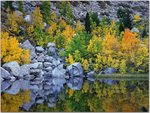 Autumn Color, Eastern Sierra, California.jpg