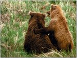 brown_bear.jpg