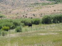 Day 4 Medicine Lodge moose 3.JPG