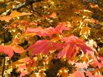 PICT0049.JPG