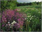 Summer Wildflowers, Kentucky.jpg