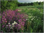 Summer Wildflowers, Kentucky.jpg