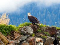 Eagle by Jim.jpg