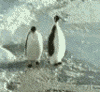 vicious_penguin_594.gif