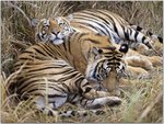 Bengal Tigers, Bandhavgarh National Park, India.jpg