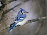 Blue Jay.jpg