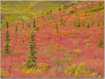 Crimson Fields of Denali National Park, Alaska.jpg