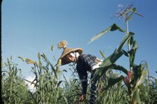 Japanese Farm Girl in Corn Field.jpg
