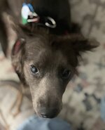 Baloo 1.jpg