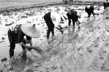 Planting Rice- 1948.jpg