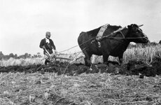 Plowing With Ox- Japan 1948 a.jpg