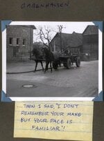 Horses 2.jpg