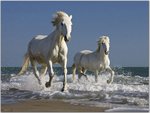 Camargue Horses Running in the Surf, France.jpg