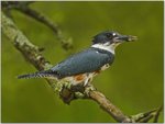 Female Belted Kingfisher.jpg