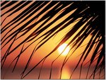 Palm Leaf at Sunset, Jamaica.jpg