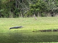 IMG_1985.jpeg