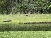 IMG_1984.jpeg