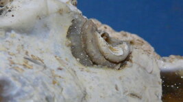 fossil 001.JPG