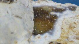 fossil 002.JPG