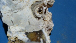 fossil 003.JPG