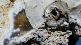 fossil 004.JPG
