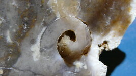 fossil 005.JPG