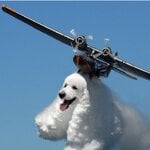 ec215fee4fd50c59270064276a615bde--for-life-poodles.jpg