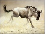 animal_nature035.jpg