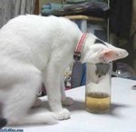 Cat_Drinking_Beer.jpg