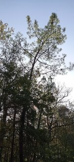 IMG_20231008_170915.jpg