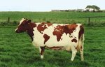 i_world_cow_132.jpg