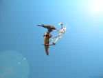 swbdfly_769.jpg