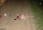 deervstrailblazer3_156.jpg