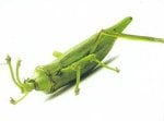 veggie-art-11_272.jpg