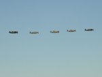 P47's in flight #2.jpg