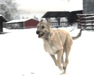 2008-Skyeena winter-cropped.jpg