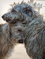 B Wolfhund love.jpg