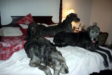 pack - bed nenagh charlie sammie seaslit loki.JPG