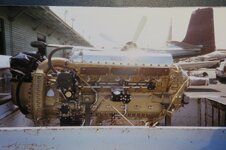 Gold Merlin 1.jpg