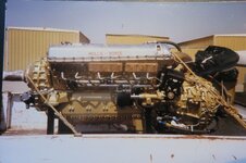 Gold Merlin 2.jpg
