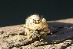 Snacking_Spider.jpg