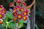 mundesley_red_flowers.jpg