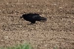 norfolk_crow.jpg