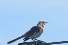 Mocking Bird Largo-3-15-2024.jpg